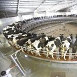 Разведение коров, как бизнес: рентабельность и продуктивность
