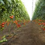 Как заработать на выращивании помидор черри Какой оквэд указать при регистрации бизнеса